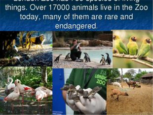 London Zoo has 755 species of living things. Over 17000 animals live in the Z