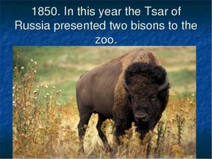 1850. In this year the Tsar of Russia presented two bisons to the zoo. 