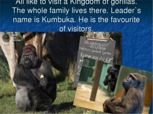 All like to visit a Kingdom of gorillas. The whole family lives there. Leader