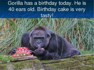 Gorilla has a birthday today. He is 40 ears old. Birthday cake is very tasty! 