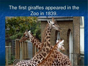The first giraffes appeared in the Zoo in 1839. 