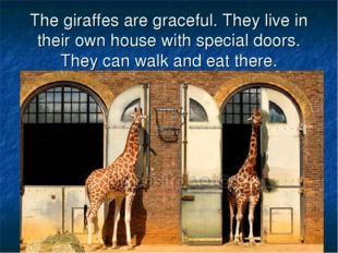 The giraffes are graceful. They live in their own house with special doors. T