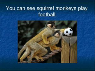 You can see squirrel monkeys play football. 