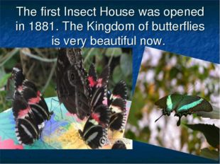 The first Insect House was opened in 1881. The Kingdom of butterflies is very