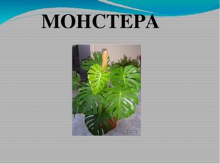  МОНСТЕРА 