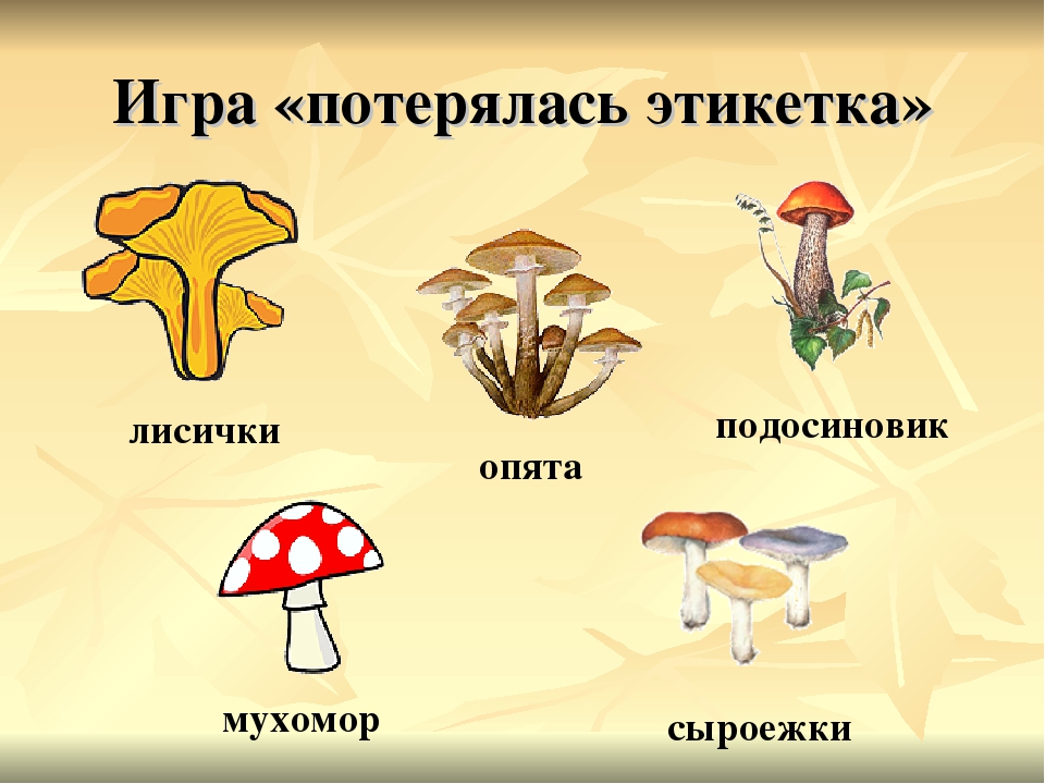 Окружающий мир класс грибы. Окружающий мир тема грибы. Окружающий мир по теме грибы. Окружающий мир 2 класс школа России грибы. Картинки на тему грибы.