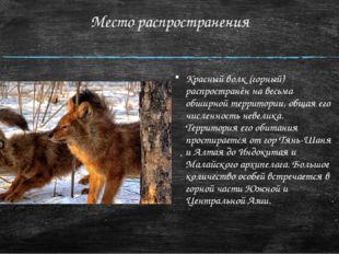 Место распространения Красный волк (горный) распространён на весьма обширной