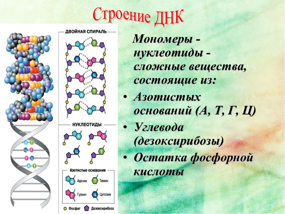 Нуклеиновые кислоты тест. Магнитный плакат "строение и функции нуклеиновых кислот".