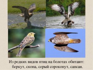 Из редких видов птиц на болотах обитают:   беркут, скопа, серый сорокопут, са