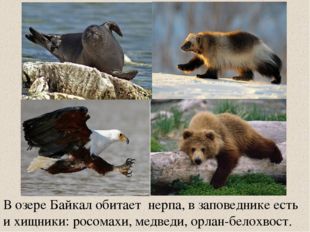 В озере Байкал обитает нерпа, в заповеднике есть и хищники: росомахи, медведи