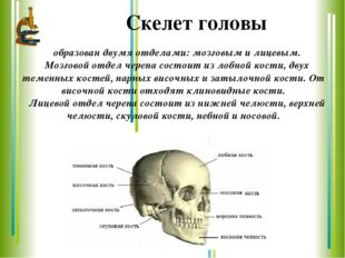 Скелет головы образован двумя отделами: мозговым и лицевым. Мозговой отдел че