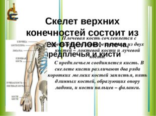 Скелет верхних конечностей состоит из трех отделов: плеча, предплечья и кисти