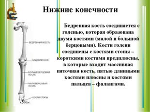 Нижние конечности 	Бедренная кость соединяется с голенью, которая образована