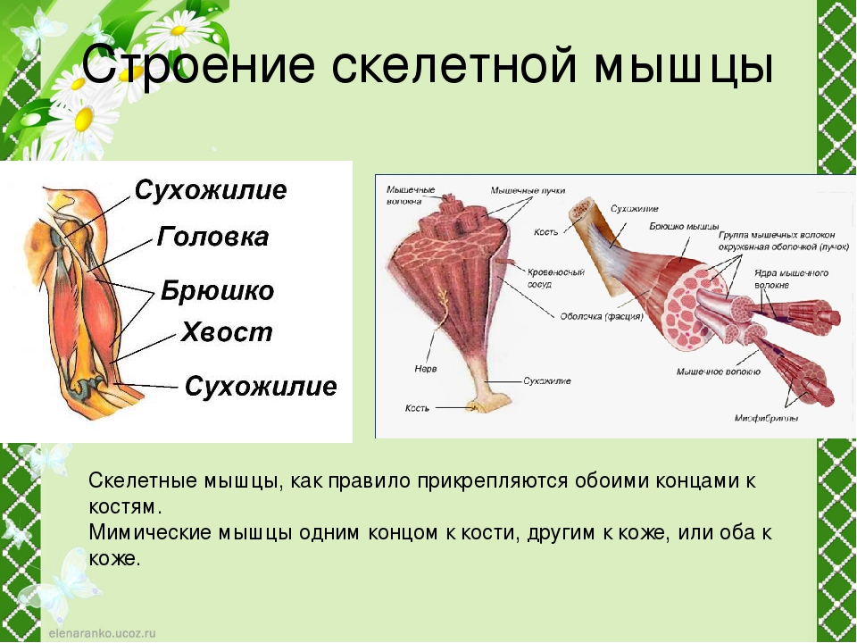 Рисунок скелетных мышц