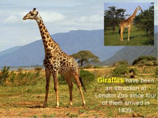 * Giraffes have been an attraction at London Zoo since four of them arrived i