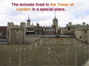 * The animals lived in the Tower of London in a special place. 