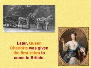 * 	 Later, Queen Charlotte was given the first zebra to come to Britain. 