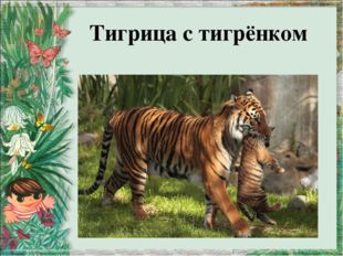  Тигрица с тигрёнком 