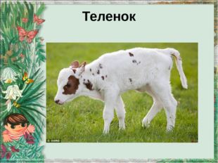 Теленок 