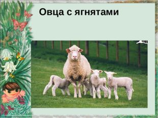 Овца с ягнятами 