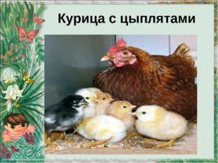 Курица с цыплятами 