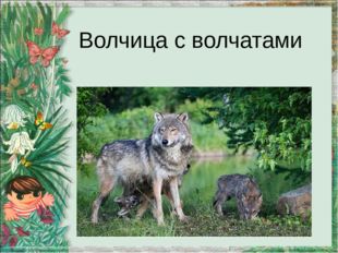 Волчица с волчатами 