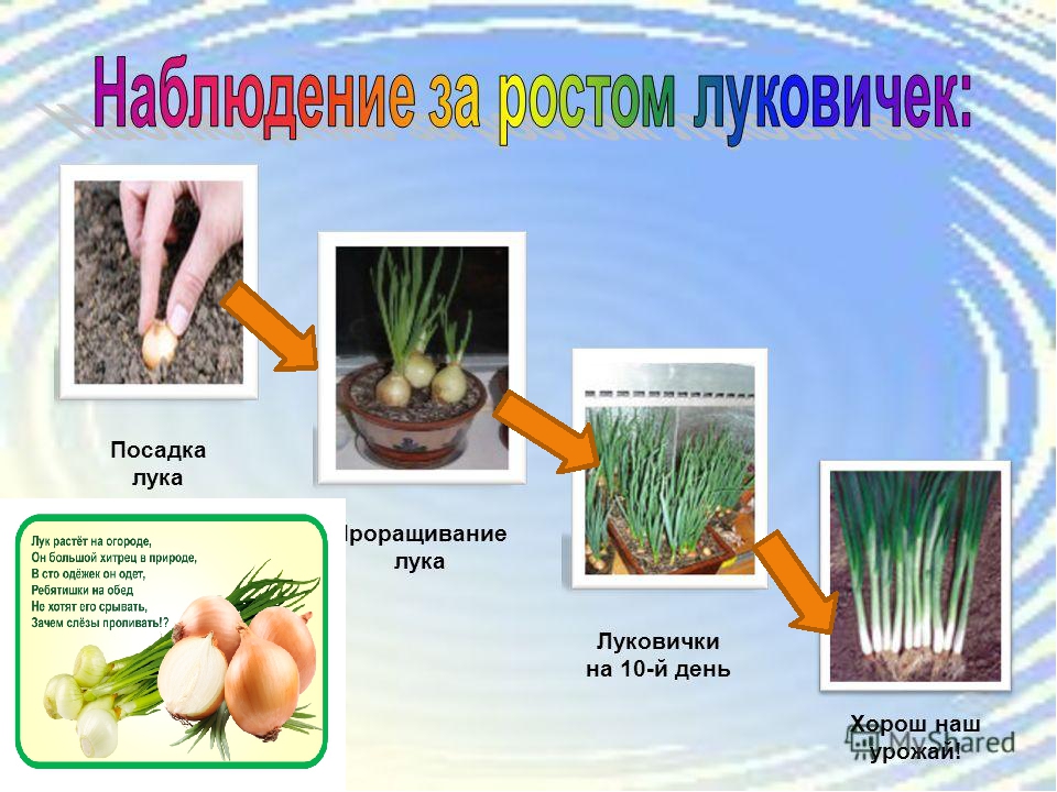 Лук второй группы. Схема как растет лук. Наблюдение за ростом растений.