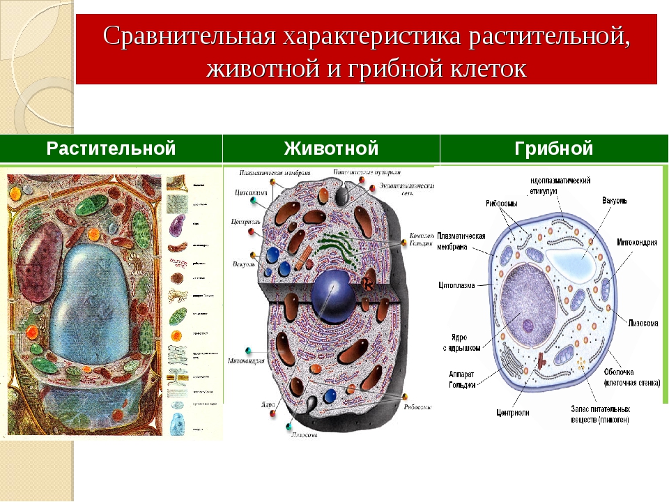 Растительная клетка царство. Сравнение растительной животной и грибной клетки. Структура животной растительной и бактериальной клетки. Сравните строение клетки животных и клетки растений и грибов. Строение растительной животной грибной и бактериальной клеток.