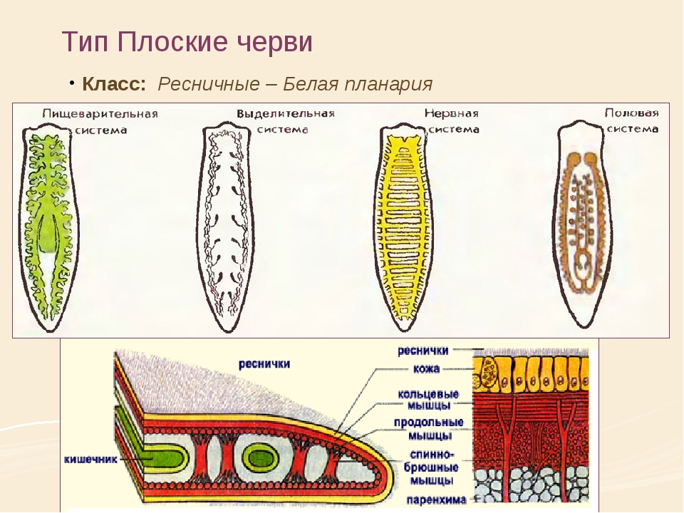 Строение белой планарии. Планария хордовая. Плоские черви биология строение. Тип плоские черви планария. Тип плоские черви белая планария.