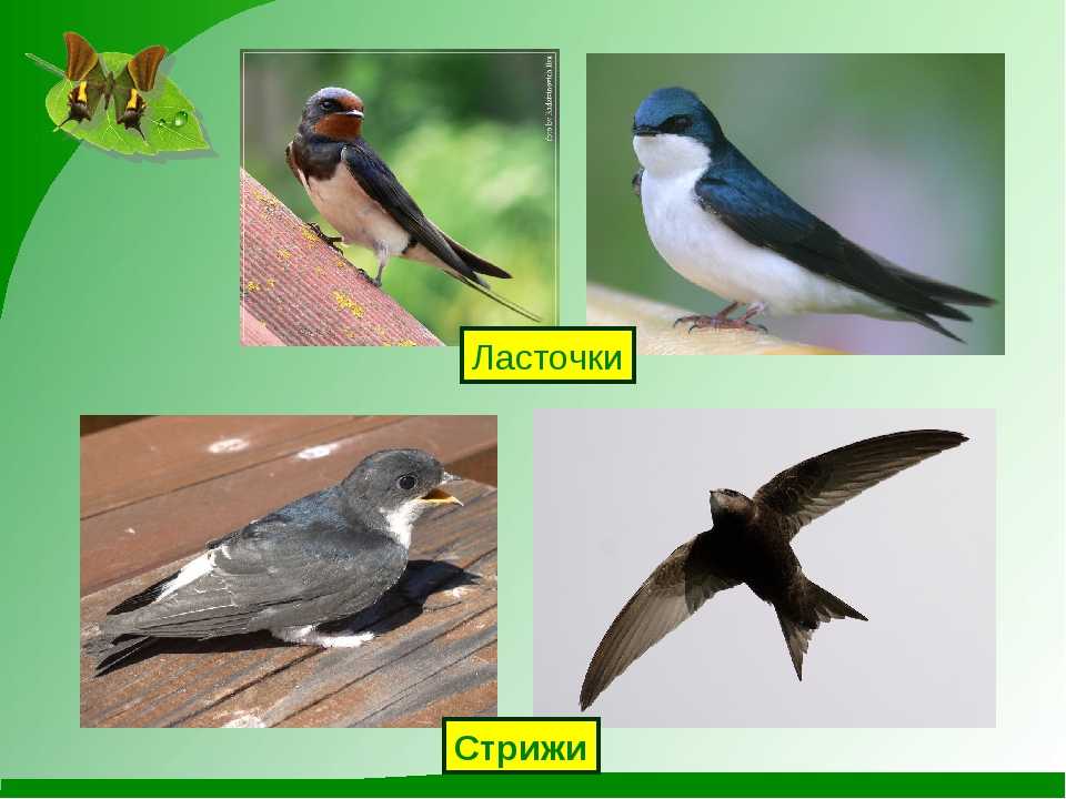 Как выглядят ласточки и стрижи картинки