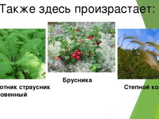 Также здесь произрастает: Папоротник страусник обыкновенный Брусника Степной