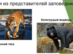 Одни из представителей заповедника Амурский тигр Белогрудый медведь 