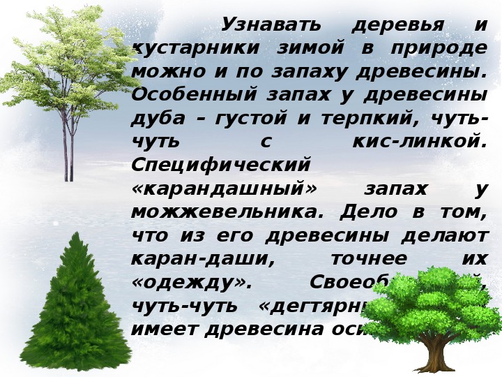 Береза можно проверить. Деревья и кустарники для детей. Деревья зимой для презентации. Деревья и кустарники презентация для дошкольников. Презентация для детей тема деревья и кустарники.