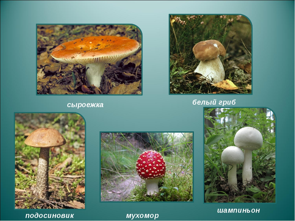 2 класс презентация грибы окружающий мир