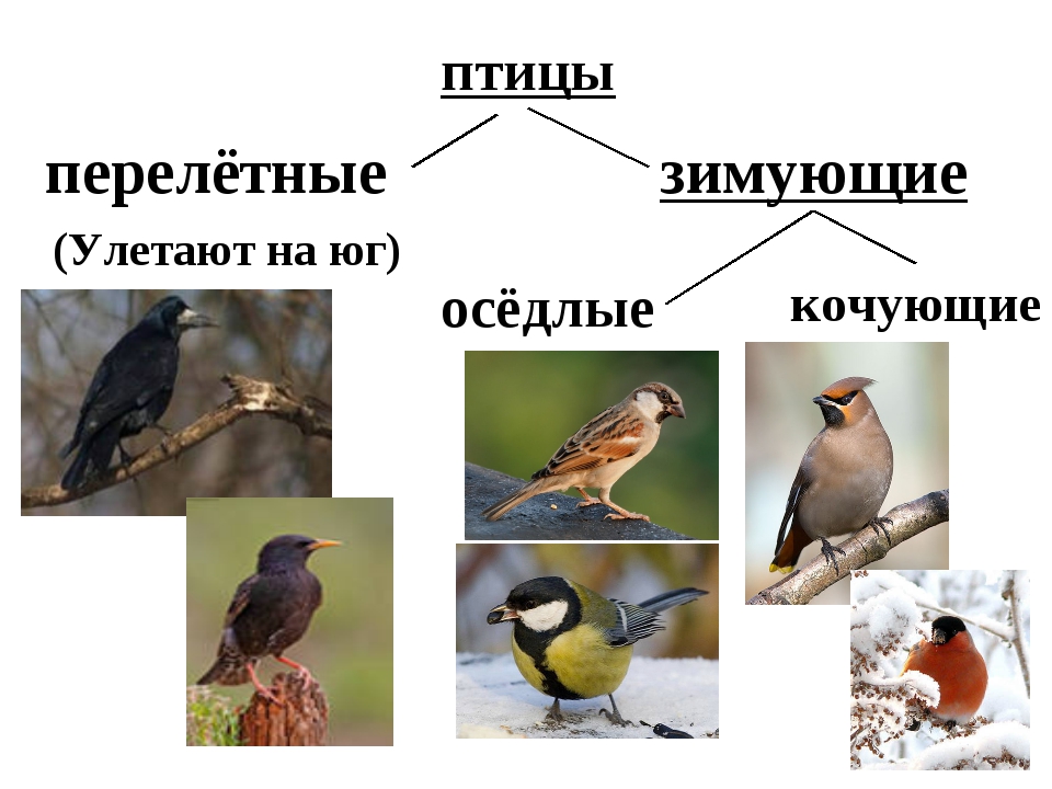 Птицы примеры. Оседлые зимующие и перелетные птицы. Оседлые и перелетные птицы Урала. Оседлые Кочующие и перелетные птицы. Птицы перелетные зимующие оседлые Кочующие.