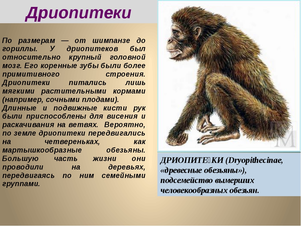 Презентация появление человека разумного 11 класс биология