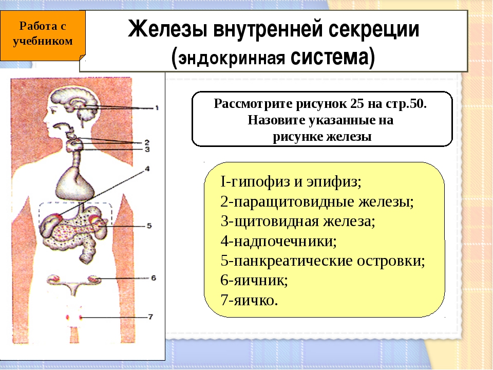 3 типа секреции