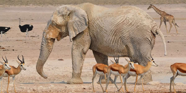 The Etosha National Park