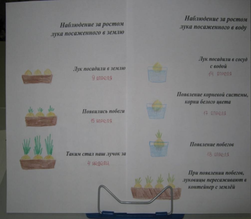 Дневник наблюдений за луком в детском саду образец