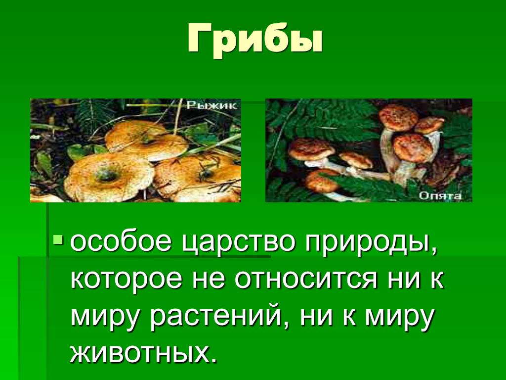 Грибы окружающий. Грибы это особое царство природы. Презентация грибов. Царство грибов презентация. Грибы относятся к царству.