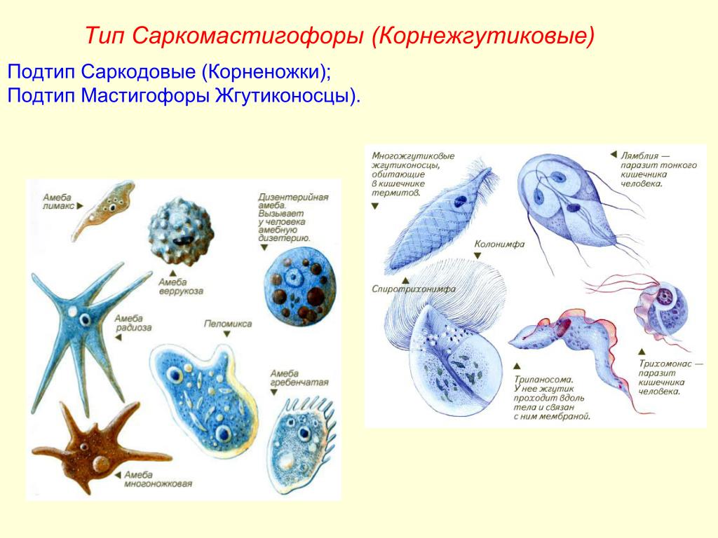 Дизентерийная амеба систематика. Представители Тип Саркодовые класс жгутиковые. Простейшие систематика Саркодовые. Простейшие класс Саркодовые представители. Тип Саркодовые и жгутиконосцы Sarcomastigophora Саркодовые.