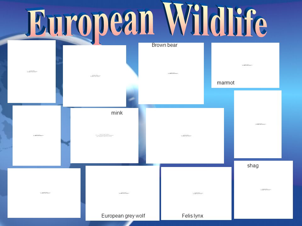 gannet shag Eurasian otter Grey seal badger European grey wolf Brown bear mufflon mink marmot Sika deer Felis lynx