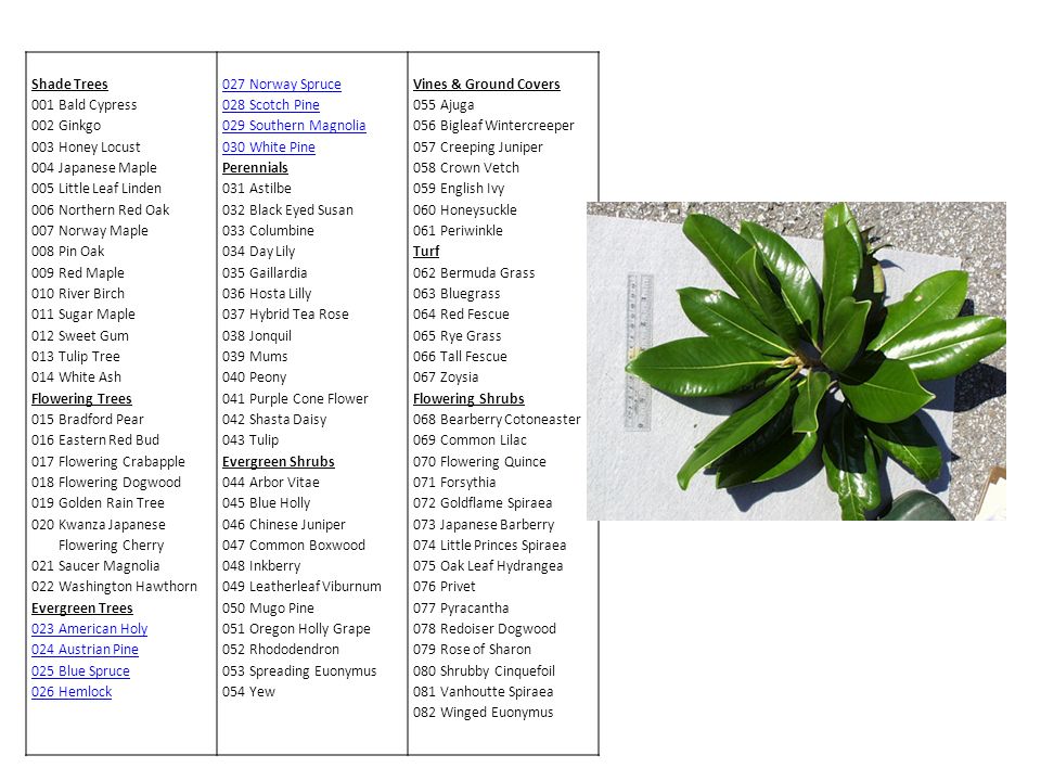 Shade Trees 001 Bald Cypress 002 Ginkgo 003 Honey Locust 004 Japanese Maple 005 Little Leaf Linden 006 Northern Red Oak 007 Norway Maple 008 Pin Oak 009 Red Maple 010 River Birch 011 Sugar Maple 012 Sweet Gum 013 Tulip Tree 014 White Ash Flowering Trees 015 Bradford Pear 016 Eastern Red Bud 017 Flowering Crabapple 018 Flowering Dogwood 019 Golden Rain Tree 020 Kwanza Japanese Flowering Cherry 021 Saucer Magnolia 022 Washington Hawthorn Evergreen Trees 023 American Holy 024 Austrian Pine 025 Blue Spruce 026 Hemlock 027 Norway Spruce 028 Scotch Pine 029 Southern Magnolia 030 White Pine Perennials 031 Astilbe 032 Black Eyed Susan 033 Columbine 034 Day Lily 035 Gaillardia 036 Hosta Lilly 037 Hybrid Tea Rose 038 Jonquil 039 Mums 040 Peony 041 Purple Cone Flower 042 Shasta Daisy 043 Tulip Evergreen Shrubs 044 Arbor Vitae 045 Blue Holly 046 Chinese Juniper 047 Common Boxwood 048 Inkberry 049 Leatherleaf Viburnum 050 Mugo Pine 051 Oregon Holly Grape 052 Rhododendron 053 Spreading Euonymus 054 Yew Vines & Ground Covers 055 Ajuga 056 Bigleaf Wintercreeper 057 Creeping Juniper 058 Crown Vetch 059 English Ivy 060 Honeysuckle 061 Periwinkle Turf 062 Bermuda Grass 063 Bluegrass 064 Red Fescue 065 Rye Grass 066 Tall Fescue 067 Zoysia Flowering Shrubs 068 Bearberry Cotoneaster 069 Common Lilac 070 Flowering Quince 071 Forsythia 072 Goldflame Spiraea 073 Japanese Barberry 074 Little Princes Spiraea 075 Oak Leaf Hydrangea 076 Privet 077 Pyracantha 078 Redoiser Dogwood 079 Rose of Sharon 080 Shrubby Cinquefoil 081 Vanhoutte Spiraea 082 Winged Euonymus