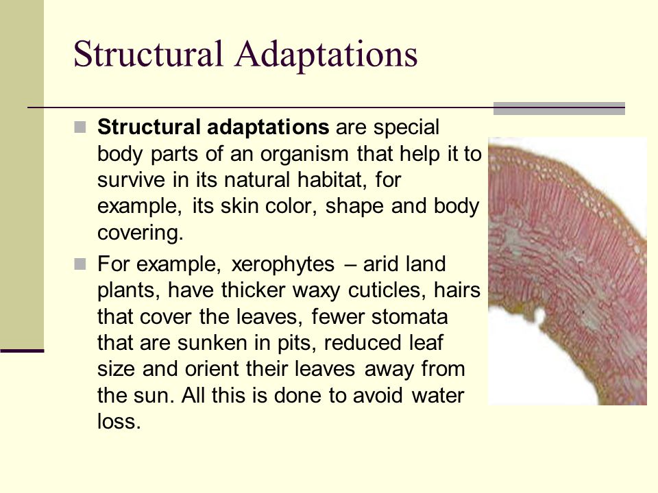 Structural Adaptations Structural adaptations are special body parts of an organism that help it to survive in its natural habitat, for example, its skin color, shape and body covering.