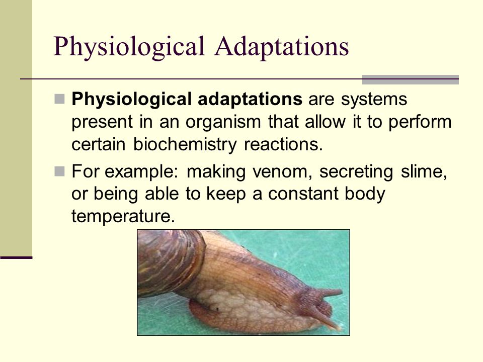 Physiological Adaptations Physiological adaptations are systems present in an organism that allow it to perform certain biochemistry reactions.