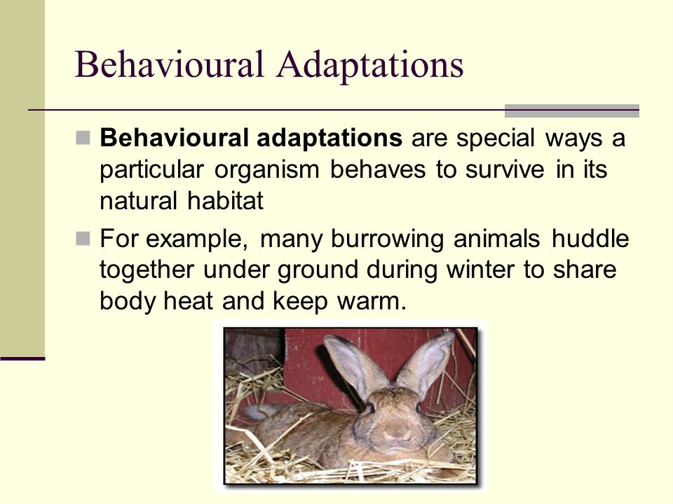 Behavioural Adaptations Behavioural adaptations are special ways a particular organism behaves to survive in its natural habitat For example, many burrowing animals huddle together under ground during winter to share body heat and keep warm.