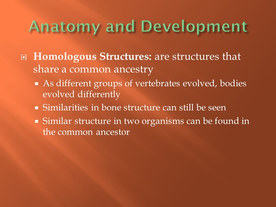  Homologous Structures: are structures that share a common ancestry  As different groups of vertebrates evolved, bodies evolved differently  Similarities in bone structure can still be seen  Similar structure in two organisms can be found in the common ancestor