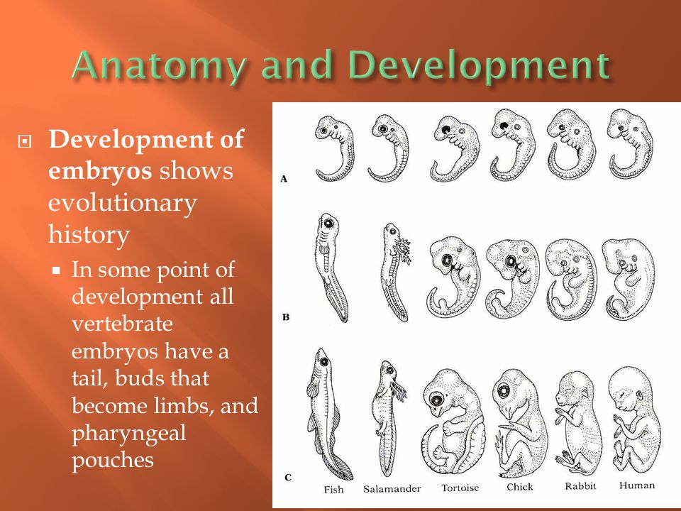  Development of embryos shows evolutionary history  In some point of development all vertebrate embryos have a tail, buds that become limbs, and pharyngeal pouches