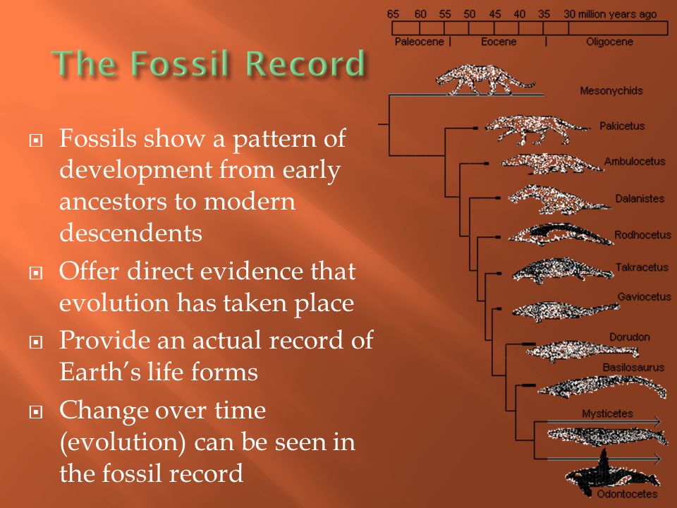  Fossils show a pattern of development from early ancestors to modern descendents  Offer direct evidence that evolution has taken place  Provide an actual record of Earth’s life forms  Change over time (evolution) can be seen in the fossil record