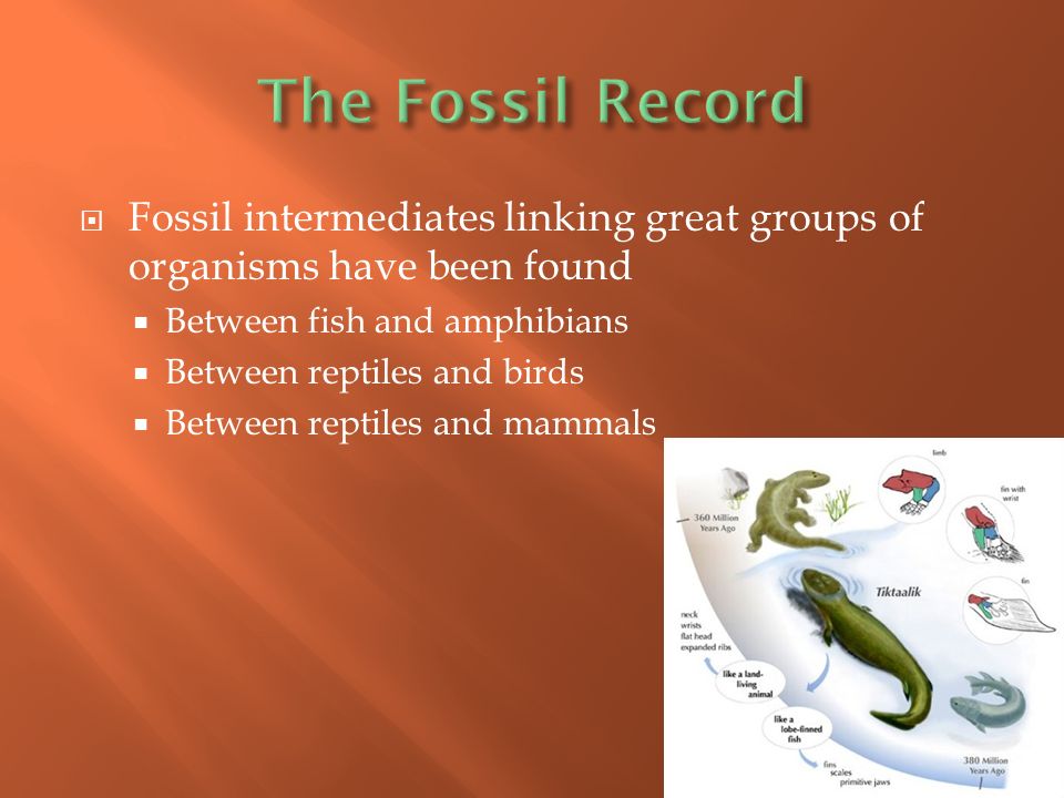  Fossil intermediates linking great groups of organisms have been found  Between fish and amphibians  Between reptiles and birds  Between reptiles and mammals